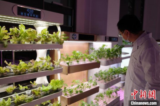 Как китайские технологии помогают Катару выращивать овощи?