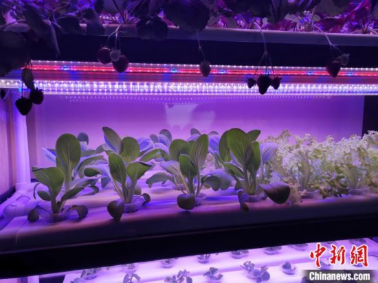 Как китайские технологии помогают Катару выращивать овощи?