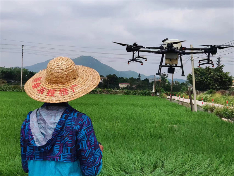 В полях провинции Гуандун используются «технологические инновации»
