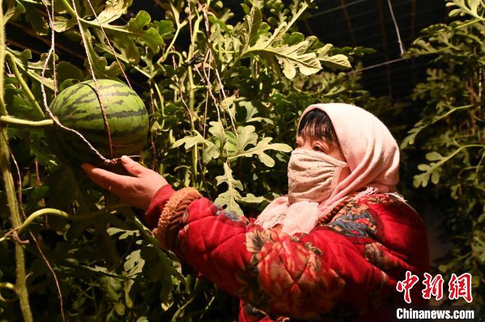 В провинции Ганьсу с помощью технологий интеллектуального сельского хозяйства зимой выращивают арбузы