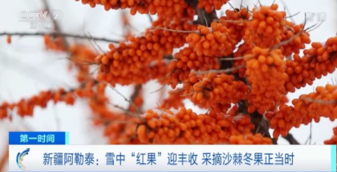 Сбор плодов облепихи крушиновидной в Синьцзяне