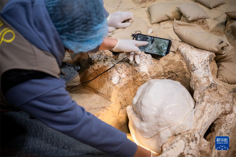 Китайские археологи успешно извлекли третий череп Юньсяньского человека возрастом миллион лет