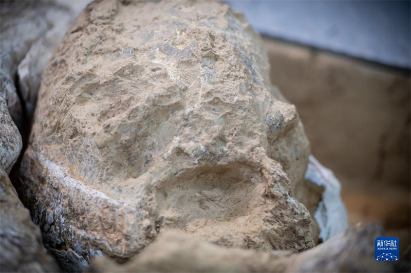 Китайские археологи успешно извлекли третий череп Юньсяньского человека возрастом миллион лет