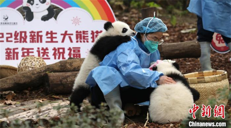 Поздравление с наступающим Новым годом от детенышей большой панды