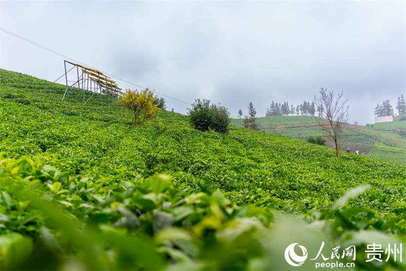 Первый урожай чая в уезде Пуань провинции Гуйчжоу в 2023 году