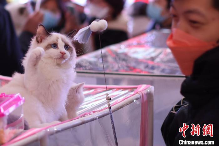 В Нанкине прошла выставка кошек