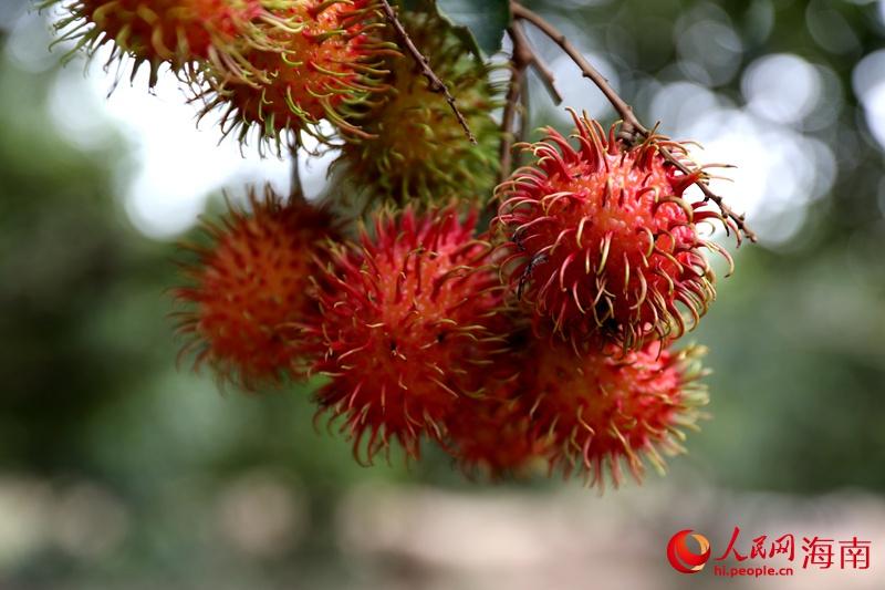 Экзотические фрукты острова Хайнань поступают на рынок