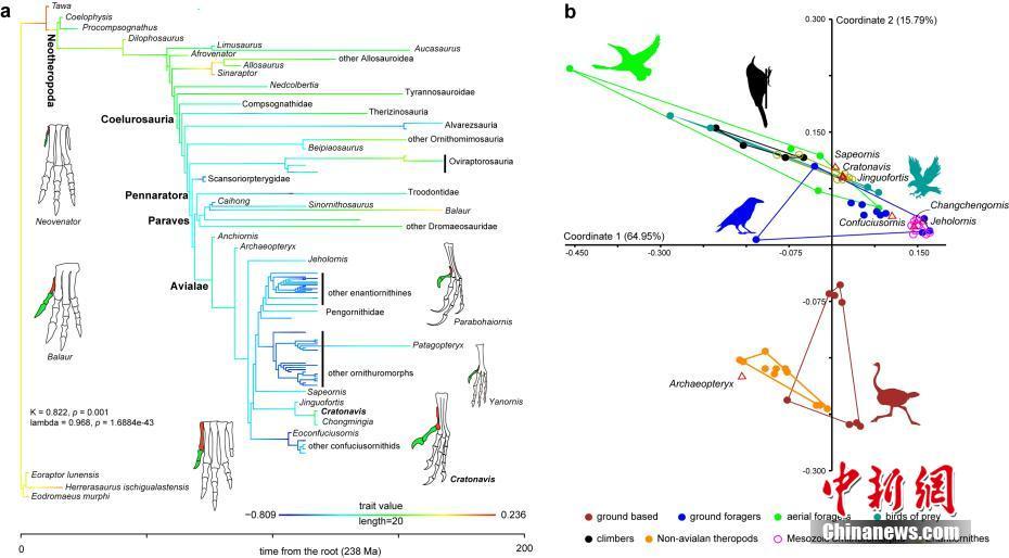 Китайские ученые обнаружили останки древних птиц возрастом 120 миллионов лет