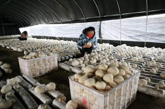 На юго-западе Китая выращивают грибы на обрезанных ветвях шелковицы