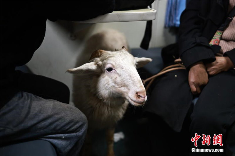 Поездка на «медленном поезде» с домашним скотом в провинции Сычуань