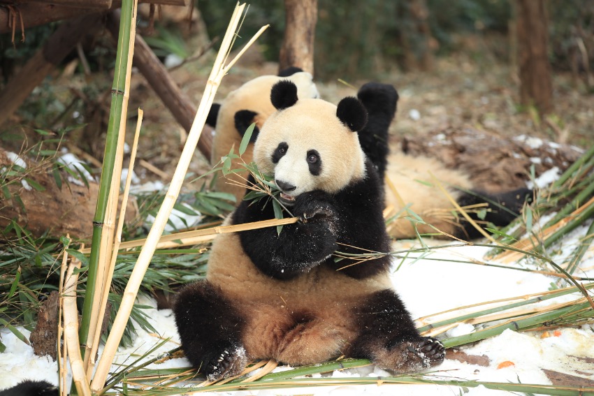 Большие панды наслаждаются снежными забавами