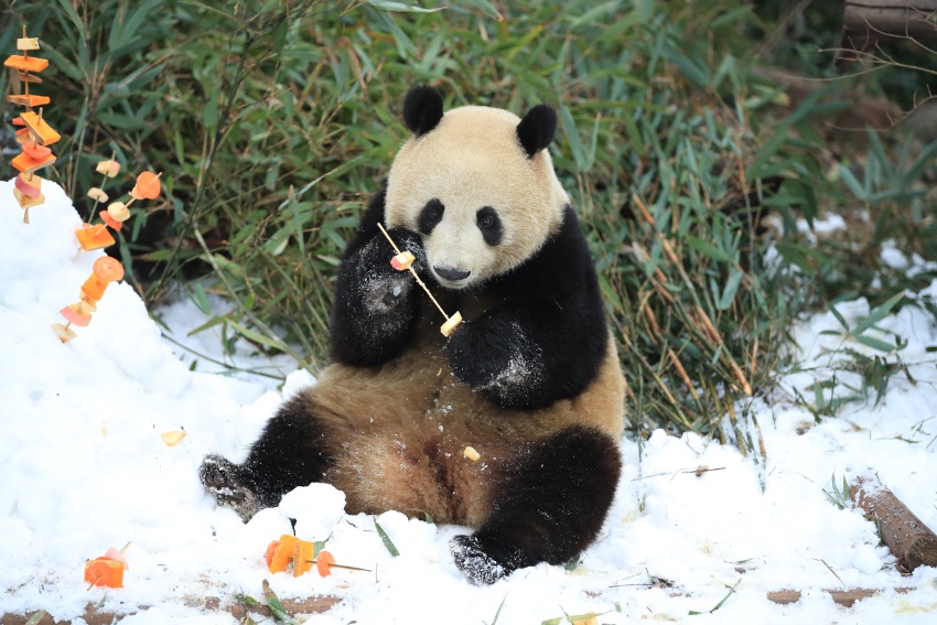 Большие панды наслаждаются снежными забавами