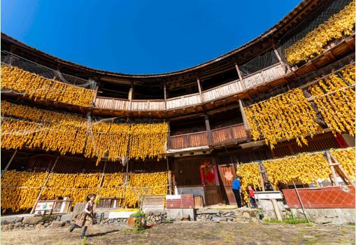 Урожай кукурузы в поселке Мэйлинь города Чжанчжоу /провинция Фуцзянь, Восточный Китай/. Фото: Чжан Сюй