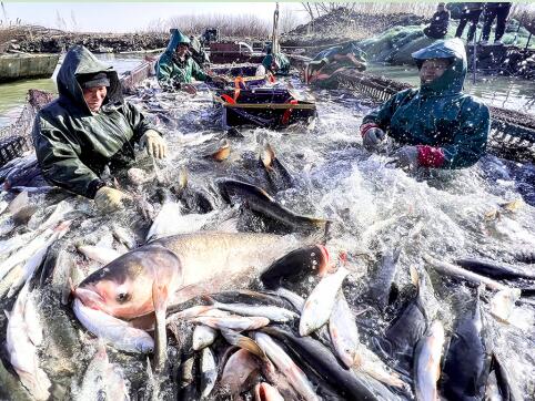 Зимняя рыбалка на озере Нюйшаньху в городе Мингуан /провинция Аньхой, Восточный Китай/. Фото: Чжан Ян