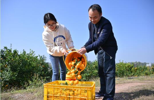 Щедрый урожай мандаринов в городе Гуйган Гуанси-Чжуанского автономного района /Южный Китай/. Фото: Лян Юньлун