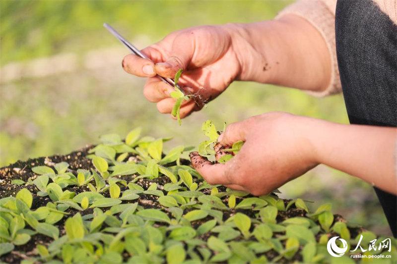 В провинции Хунань начался сезон выращивания рассады
