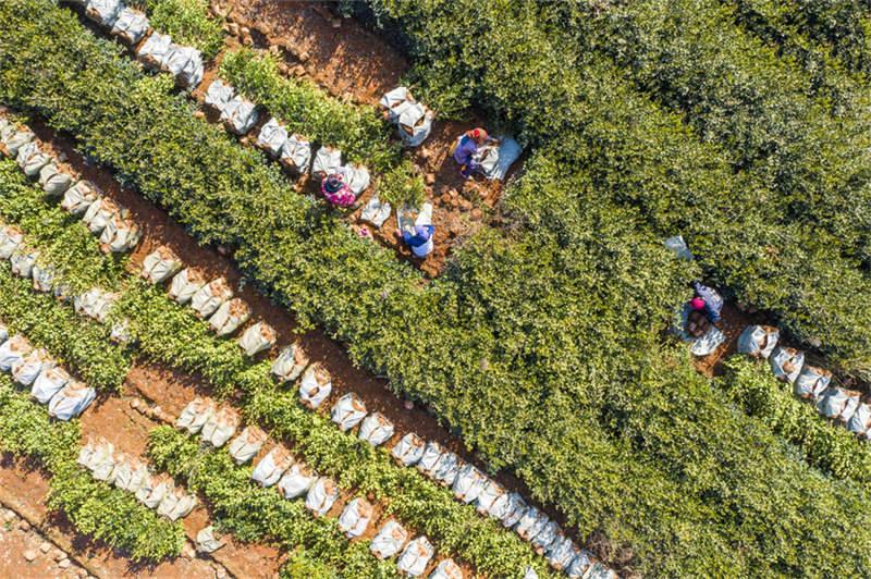 В провинции Цзянси собирают чайные ростки камелии масличной