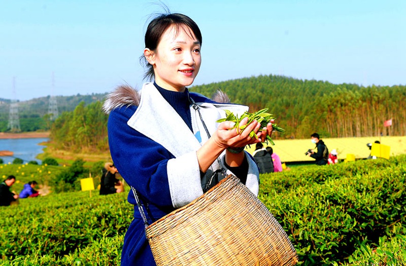 Весенний сбор чая в уезде Линшань Гуанси-Чжуанского автономного района
