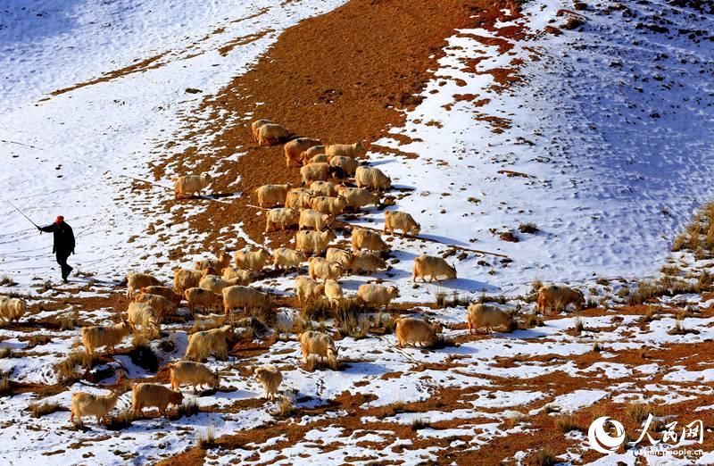 Ранний весенний выпас скота в заснеженной степи провинции Ганьсу
