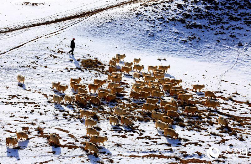 Ранний весенний выпас скота в заснеженной степи провинции Ганьсу