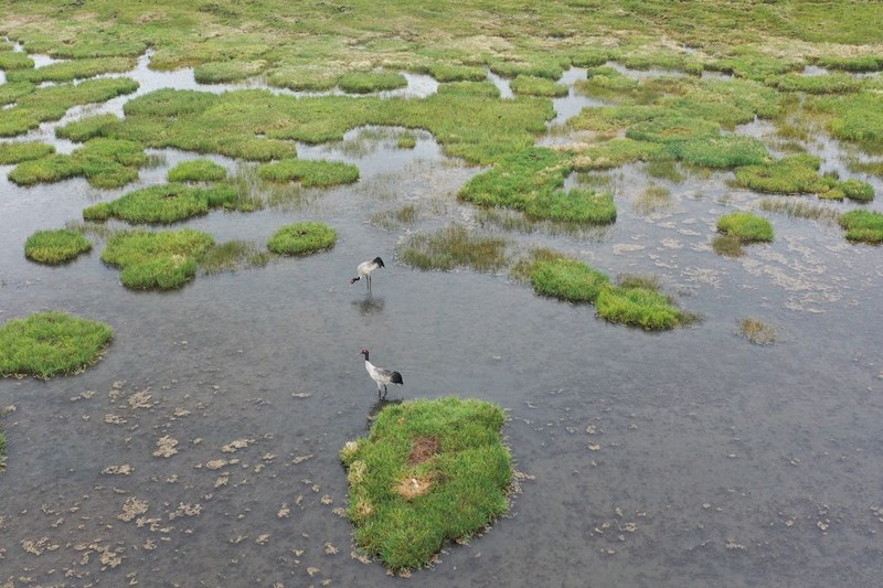 В провинции Ганьсу зафиксировано более 60 тыс. зимующих водоплавающих птиц