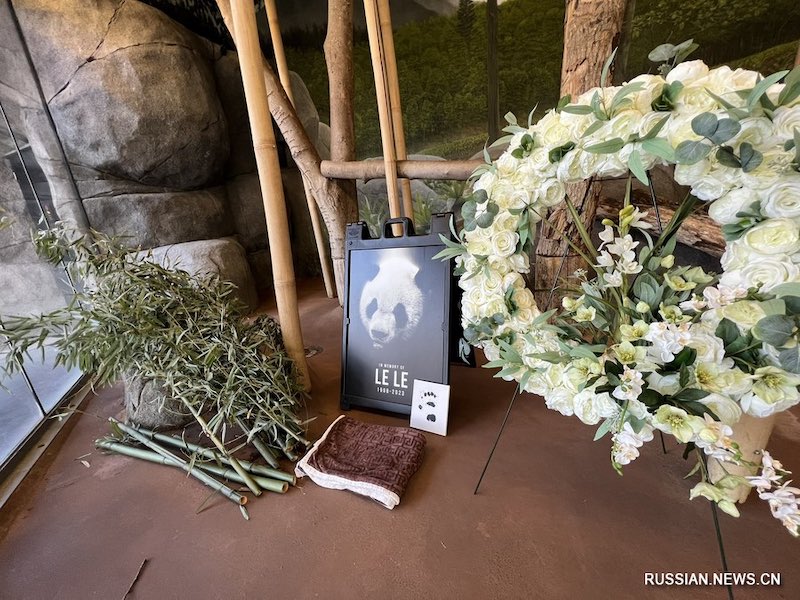 Самец большой панды Лэ Лэ умер в американском зоопарке Мемфиса