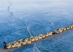 Тибетские пастухи перегоняют овец на зимнее пастбище