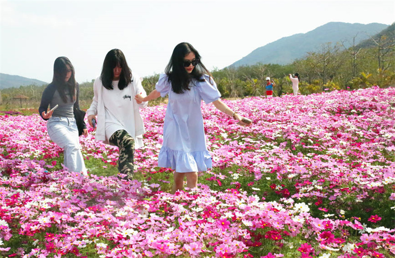 Завораживающее цветение космеи на острове Хайнань