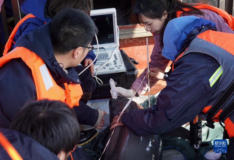 Научно-исследовательский персонал проводит медицинский осмотр бесперой морской свиньи