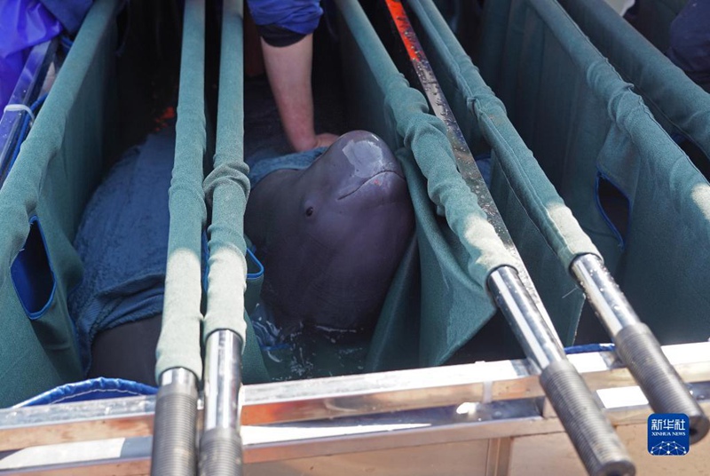 Сотрудники вывозят бесперую морскую свинью с отмели на озере Поянху