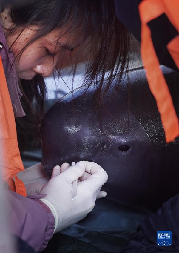 Научно-исследовательский персонал проводит медицинский осмотр бесперой морской свиньи