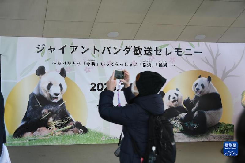 Китай приветствует возвращение панды Юнмина и его детенышей-близнецов из Японии