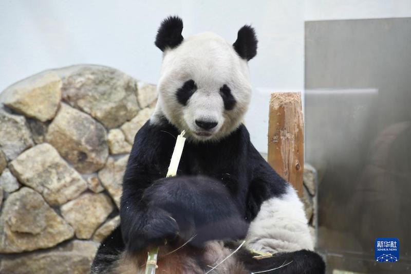 Китай приветствует возвращение панды Юнмина и его детенышей-близнецов из Японии