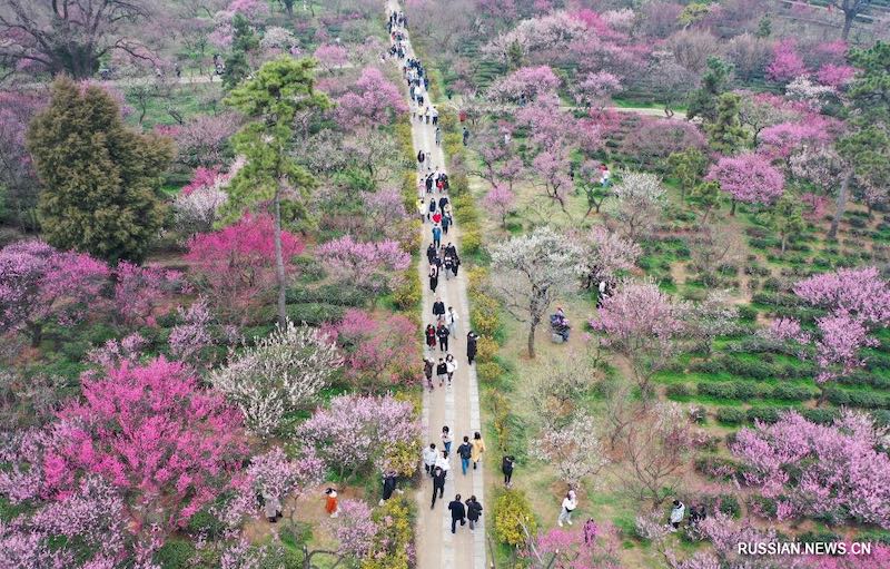 На юге Китая расцвели весенние цветы