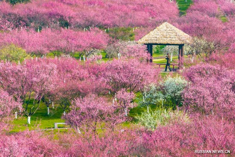 На юге Китая расцвели весенние цветы
