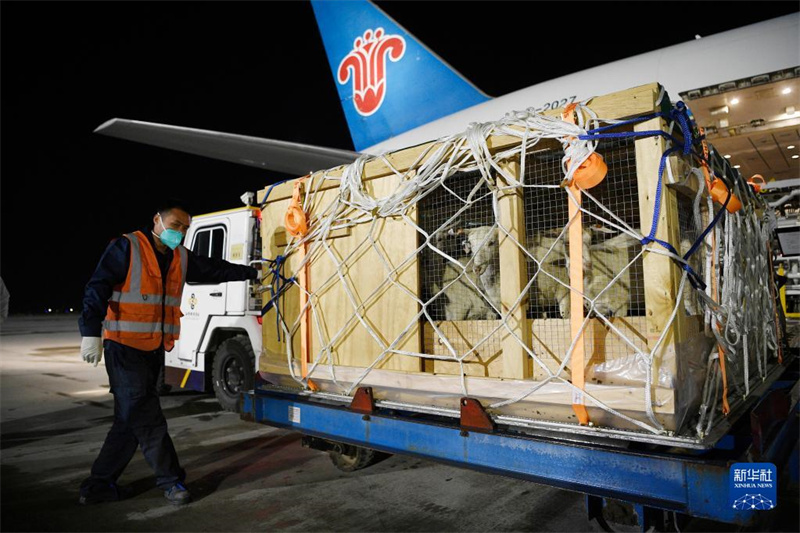 Более 3 тысяч новозеландских овец прибыли специальным самолетом в китайский автономный район Нинся