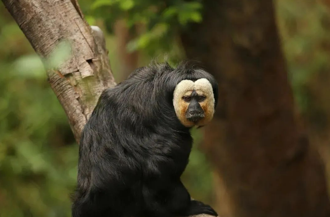 Необычная обезьяна Дуду из нанкинского зоопарка завоевала популярность в Интернете