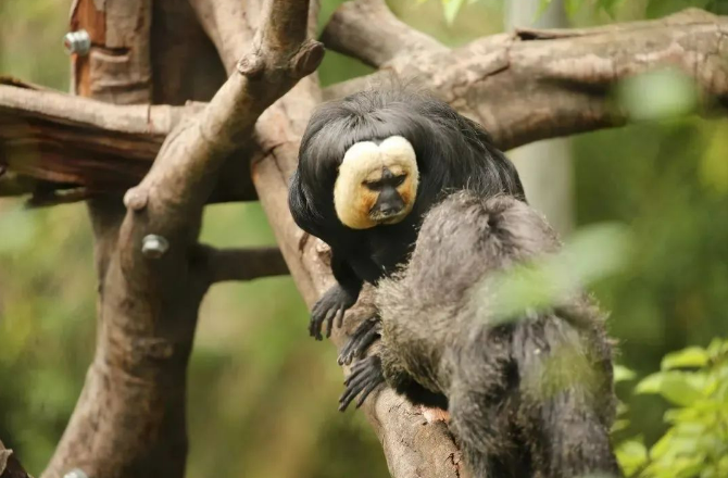Необычная обезьяна Дуду из нанкинского зоопарка завоевала популярность в Интернете