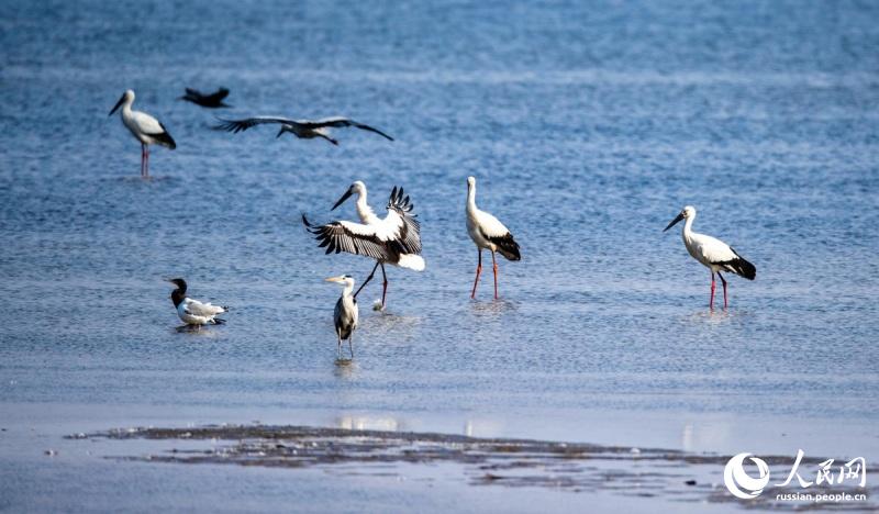 В водно-болотных угодьях Восточного Китая увеличивается численность птиц благодаря улучшению экосистемы