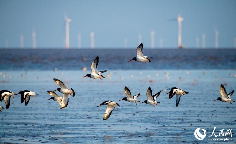 В водно-болотных угодьях Восточного Китая увеличивается численность птиц благодаря улучшению экосистемы