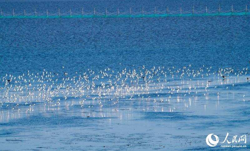 В водно-болотных угодьях Восточного Китая увеличивается численность птиц благодаря улучшению экосистемы