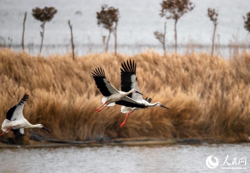 В водно-болотных угодьях Восточного Китая увеличивается численность птиц благодаря улучшению экосистемы