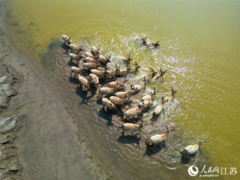 В провинции Цзянсу обнаружили стадо диких оленей милу