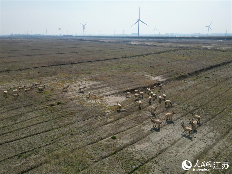 В провинции Цзянсу обнаружили стадо диких оленей милу