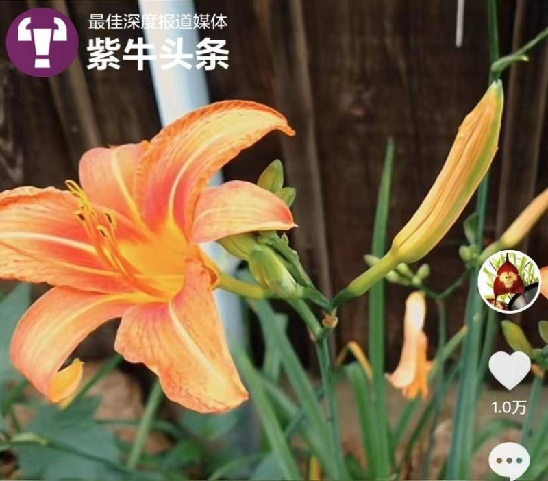 Китаянка популяризирует знания о растениях в соцсети