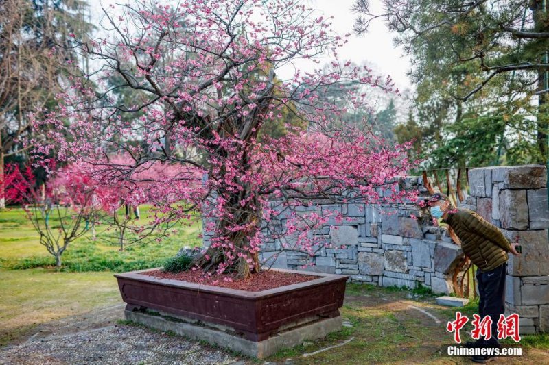 На востоке Китая зацвело 600-летнее сливовое дерево