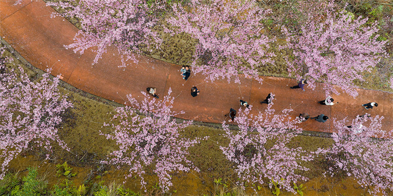 Фуцзяньские дома «тулоу» в окружении цветущих садов