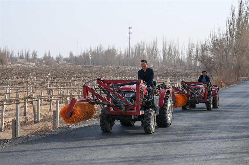 В Турфане начался сезон выкопки винограда
