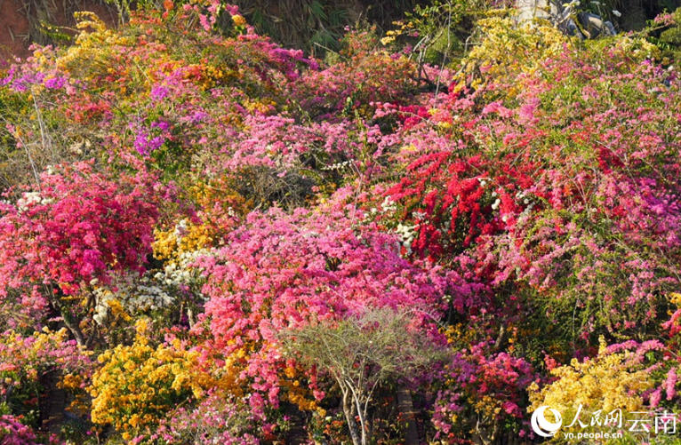 Чарующее цветение бугенвиллии в провинции Юньнань