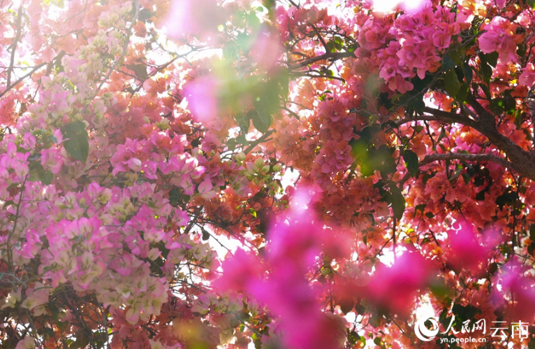 Чарующее цветение бугенвиллии в провинции Юньнань